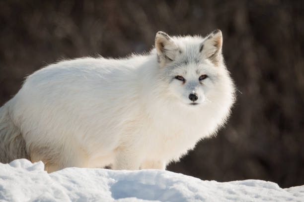 istock Arctic Fox - Vulpes Lagopus - Resting In The Snow 924218132