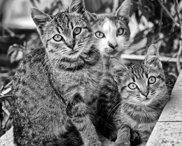 istock Abandoned street cats 924218288
