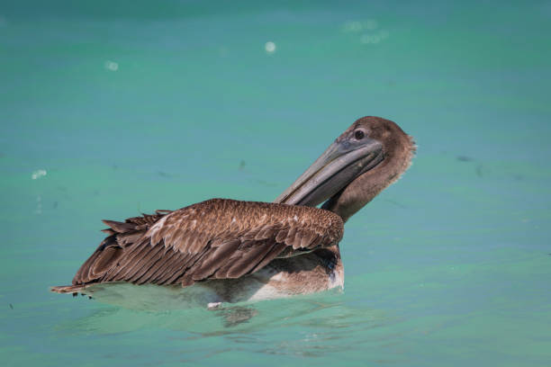 istock Brown Pelican's - Pelecanus Occidentalis - Cleaning Its Feathers 924218840