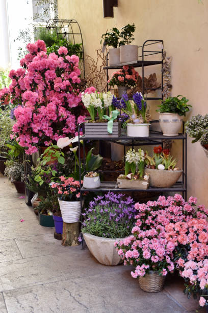 istock flowering pot plants in a garden 924224066