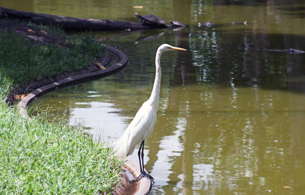 istock A Great Egret in Caracas Venezuela 924230982
