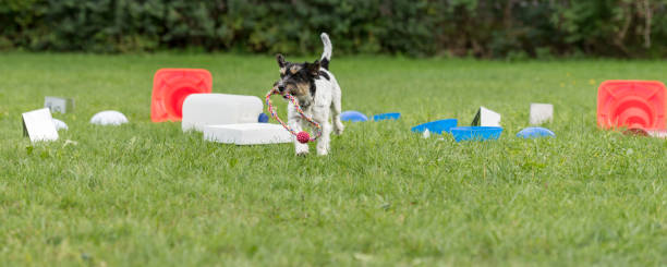 Jack Russell Terrier doggy. Little obedient dog retrieves a toy from a crowd of objects Jack Russell Terrier doggy. Little obedient dog retrieves a toy from a crowd of objects bugling photos stock pictures, royalty-free photos & images