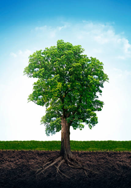 árbol con raíz aislado sobre fondo blanco. - sky forest root tree fotografías e imágenes de stock