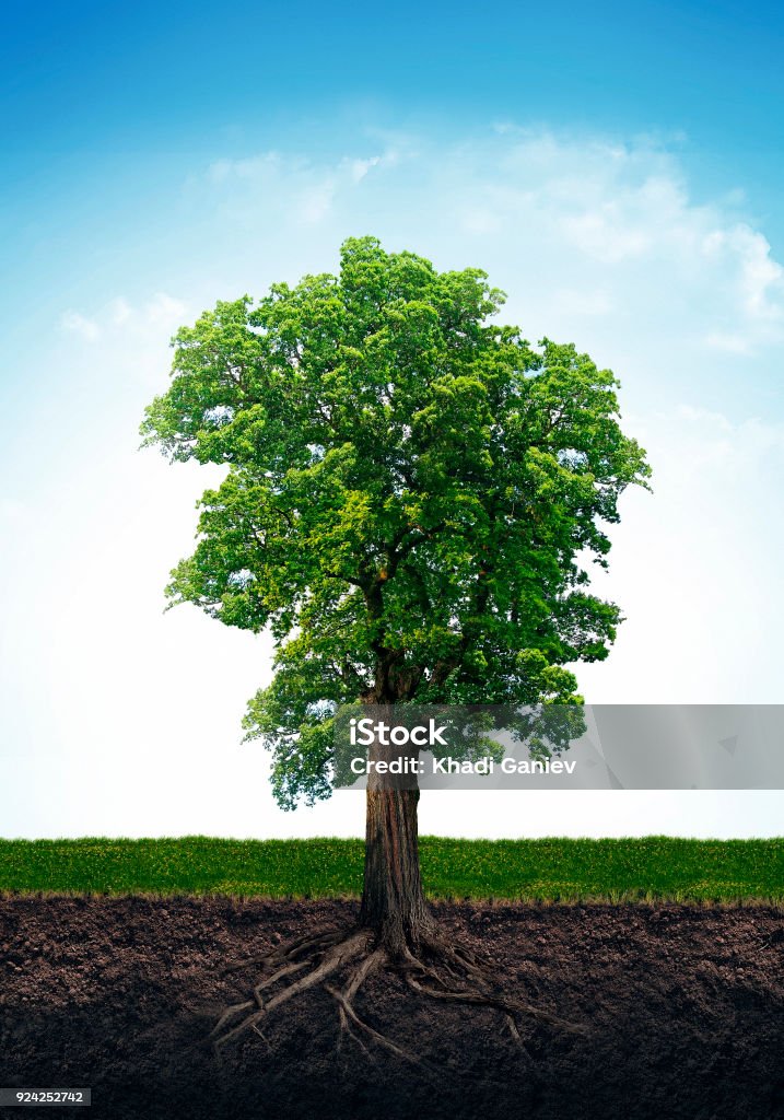 Tree with roots isolated on white background. tree, roots, isolated, Tree Stock Photo
