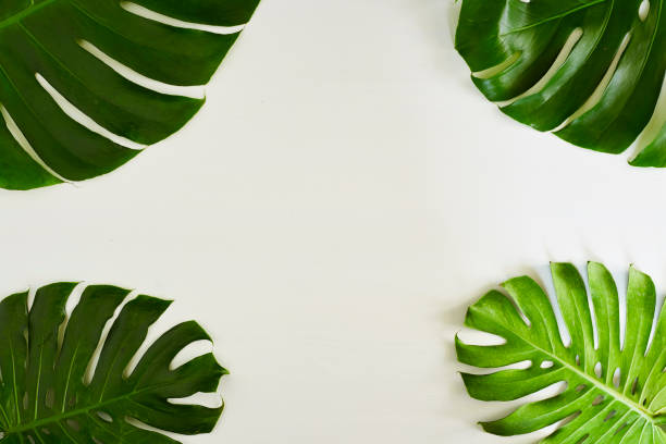 istock Monstera green leaves frame with copy space place. Summer concept 924258132
