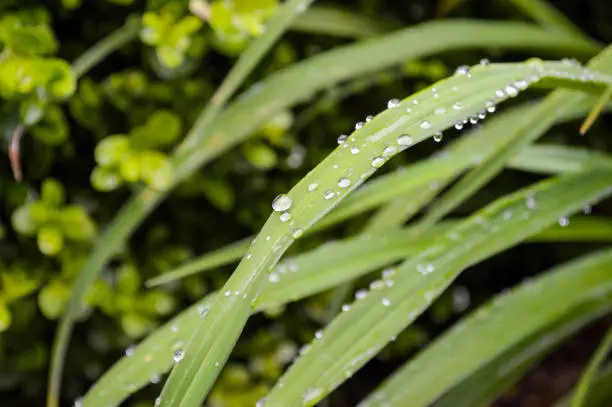 Clear Water drops on leaves