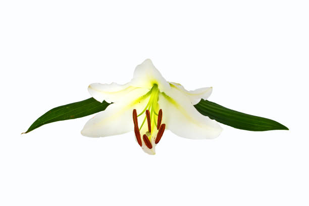 istock large flowers of a lily, close-up, white background. isolate. 924263812