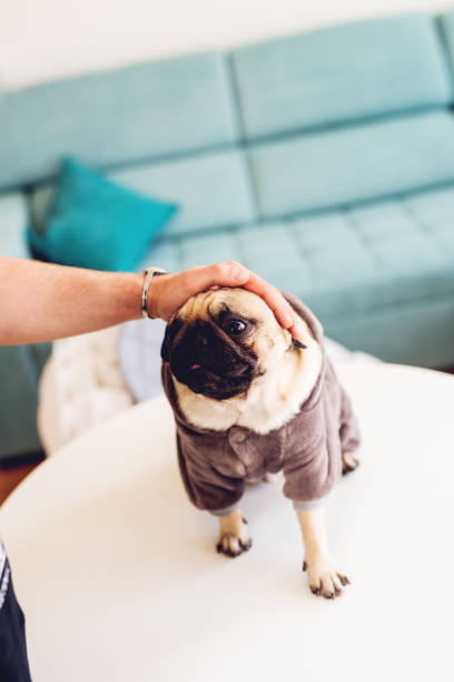 istock Male hand is cuddling dressed pug. 924266646