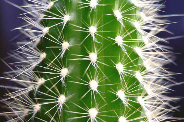 szczegóły kolce kaktusów - 3885 zdjęcia i obrazy z banku zdjęć