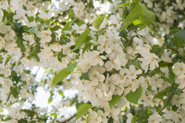 istock Flowering branches of Apple trees against the blue sky and sunlight 924270080