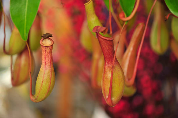 istock pitcher plants in a greenhouse 924270500