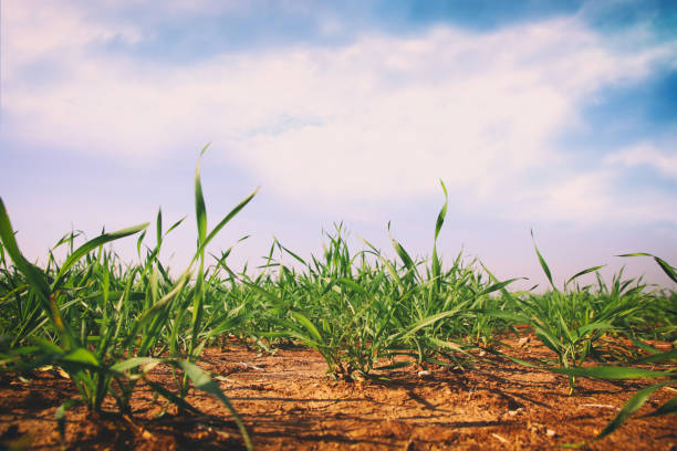 istock low angle view of fresh grass. freedom and renewal concept. 924273912