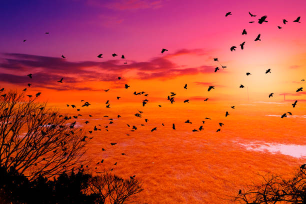istock bird silhouette fly on beautiful sky 924273916