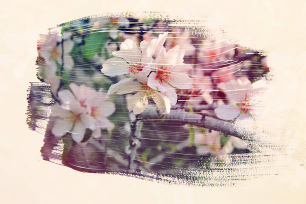 istock dreamy and abstract image of cherry tree. double exposure effect with watercolor brush stroke texture. 924273940
