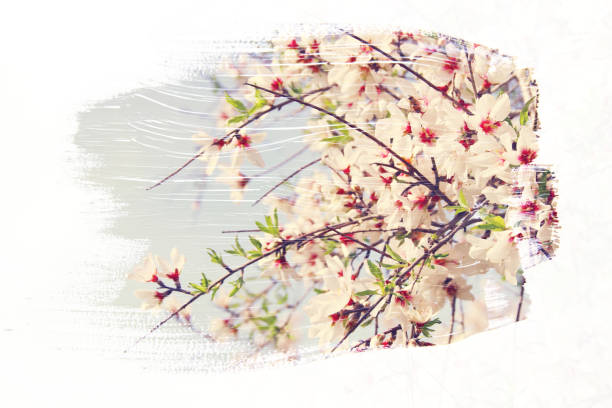 istock dreamy and abstract image of cherry tree. double exposure effect with watercolor brush stroke texture. 924273942