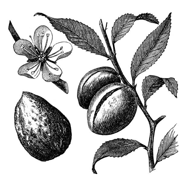 victorian engraving of an almond branch