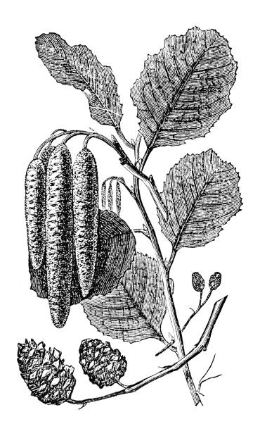 victorian engraving of alder tree cones