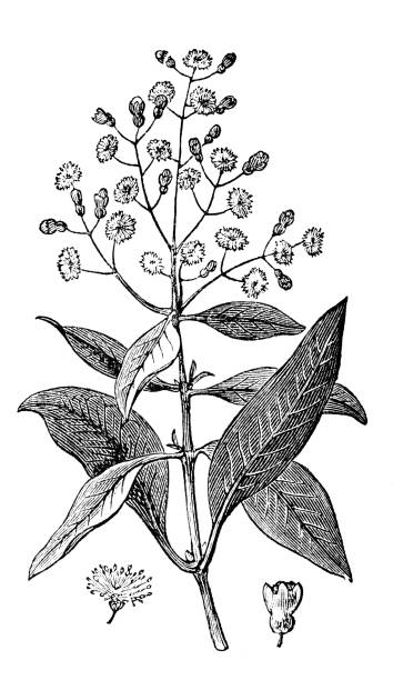 victorian engraving of allspice (pimento)