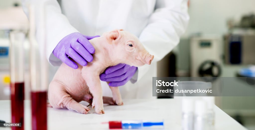 Pig examination at laboratory. Healthcare industry, veterinarian checking pig health. Pig Stock Photo