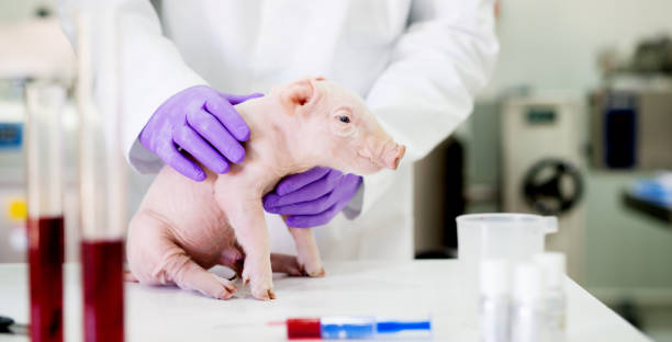 exame de porco em laboratório. setor de saúde, veterinário verificar a saúde de porco. - vet men laboratory holding - fotografias e filmes do acervo
