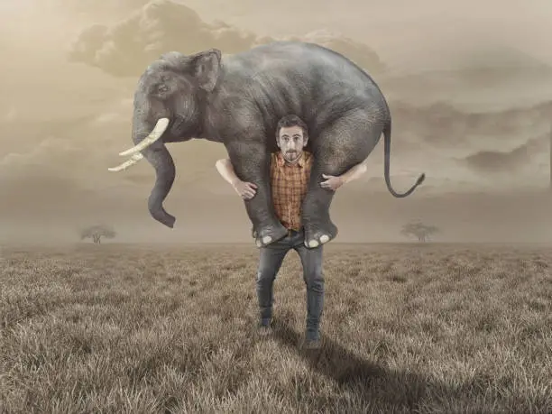 Man carries an elephant in the field.