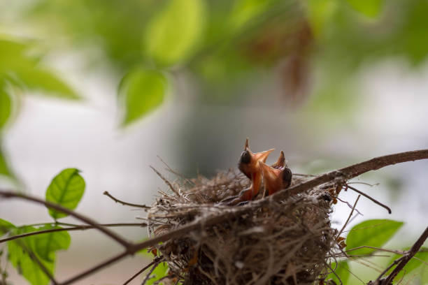 istock Bulbul chicks in the nest. 924297498