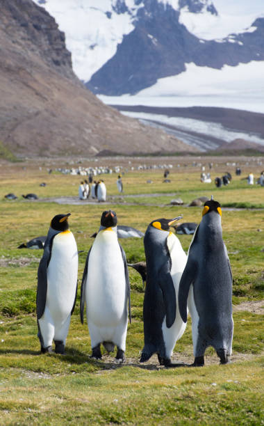 istock A Quartet of King Penguins Standing in a Grassy Field 924298062