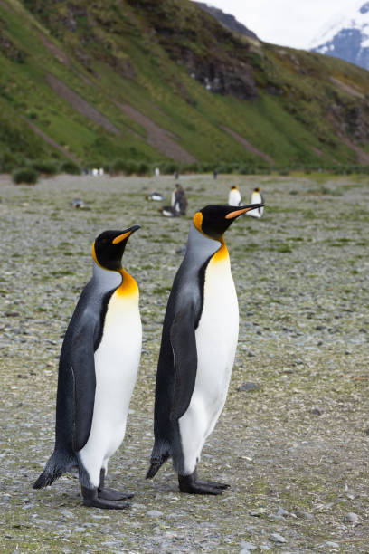istock A Pair of King Penguins on the Beach 924298238