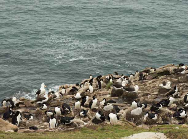 istock Cormorants, Albatross and Penguins on a Hillside 924298396