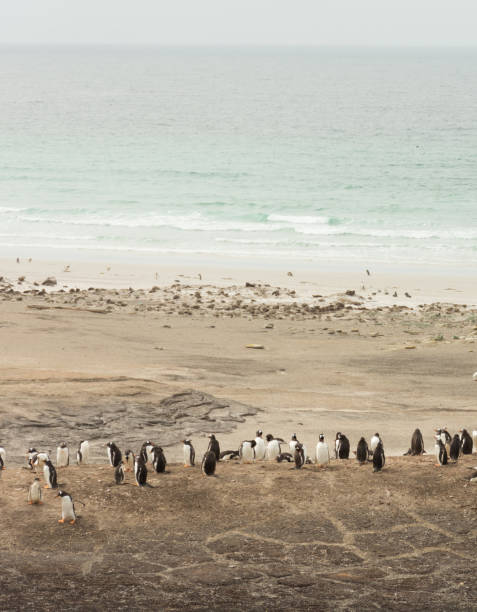 pingwiny gentoo na piaszczystej plaży - saunders island zdjęcia i obrazy z banku zdjęć