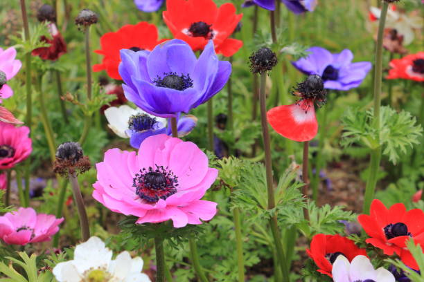 화려한 양 귀 비 아 네모 네 꽃 (곰 coronaria) - ornamental garden multi colored white pink 뉴스 사진 이미지