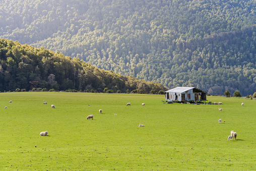 Sheep farm in New Zealand Southland