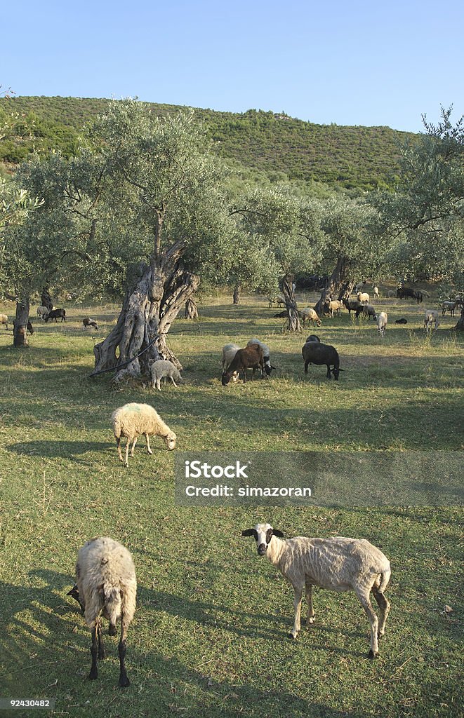 Agriculture  Aegean Sea Stock Photo