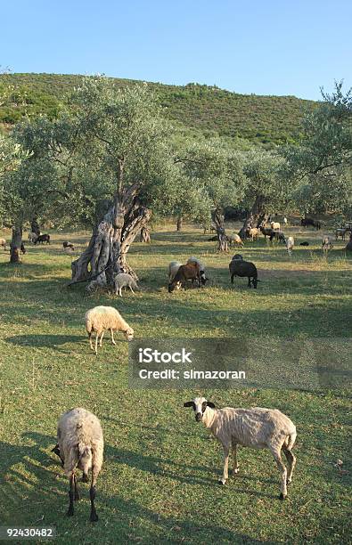 Agriculture Stock Photo - Download Image Now - Aegean Sea, Agricultural Field, Agriculture