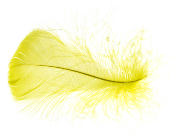 istock A beautiful yellow feather on a white background 924307374