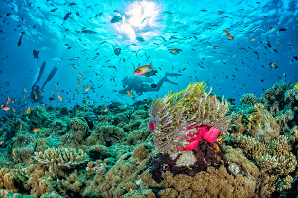 istock Underwater colorful landscape of maldives 924307582