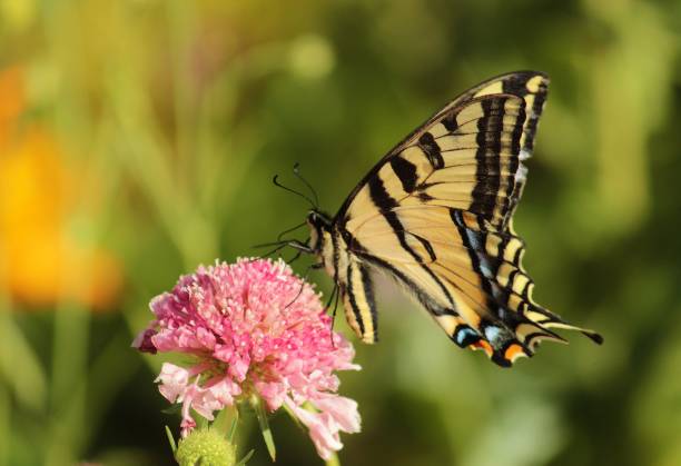 istock Delicate Butterflies of Springtime 924311218