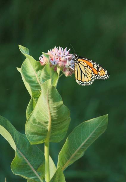 istock Delicate Butterflies of Springtime 924311222