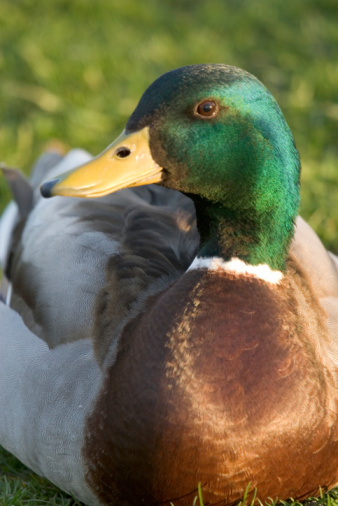 A male mallard duck sitting in the sun on a warm spring day.