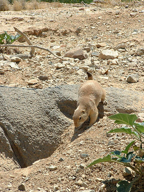 Prairie Dog stock photo