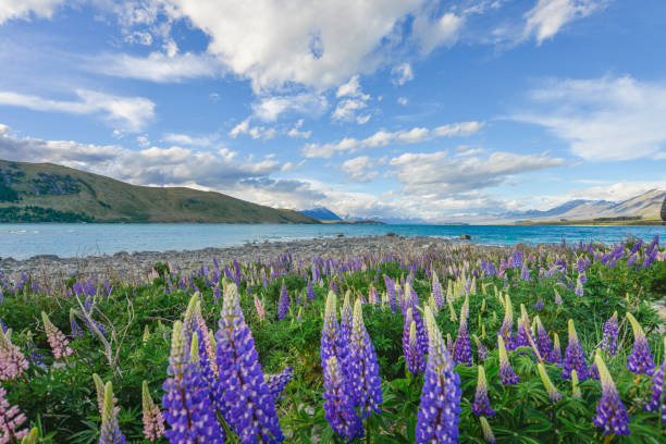 istock Lupine Flower at lake Tekapo 924315012