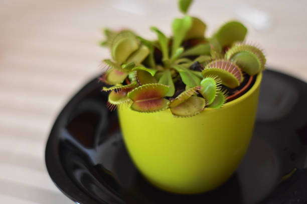 closeup of exotic plant/ insect catcher in flower pot