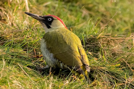 European green woodpecker close up on grass