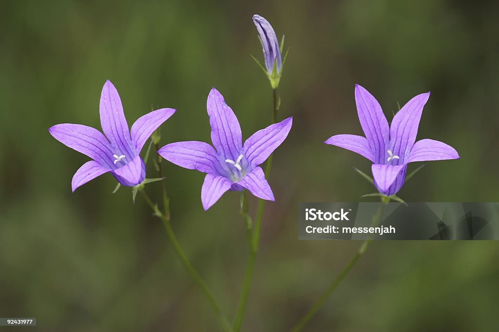 Dreieinhalb - Lizenzfrei Baumblüte Stock-Foto