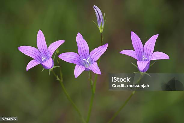 Tres Y Media Foto de stock y más banco de imágenes de Abierto - Abierto, Amor - Sentimiento, Belleza