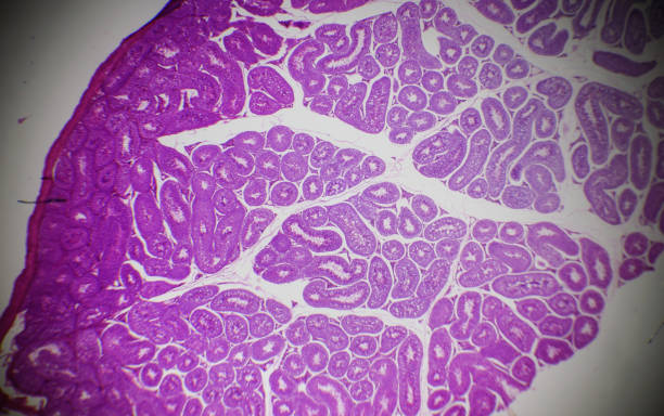 Testes Sample Microscope 350+ Testes Laboratories Stock Photos, Pictures & Royalty-Free Images ...