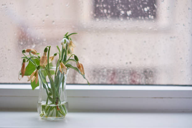 창틀에 말린된 snowdrops 스톡 사진