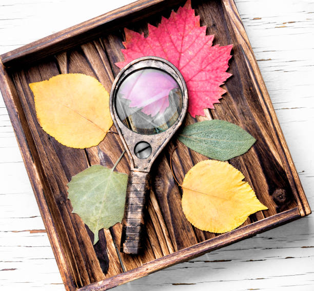 istock Pressed dried herbarium of various plants 924323022
