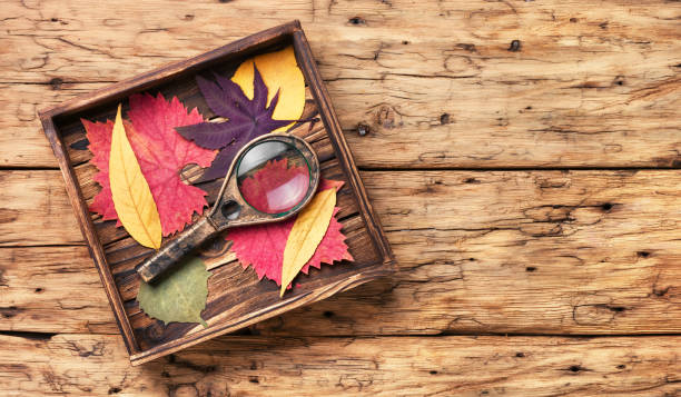 istock Set of leaves for herbarium 924323124