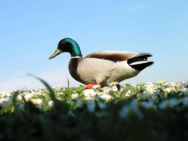 marching mallard stock photo